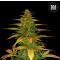 Auto WILD DWARF